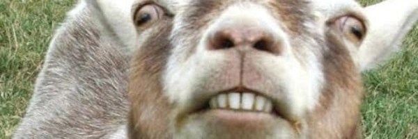 Based Goat Header Image